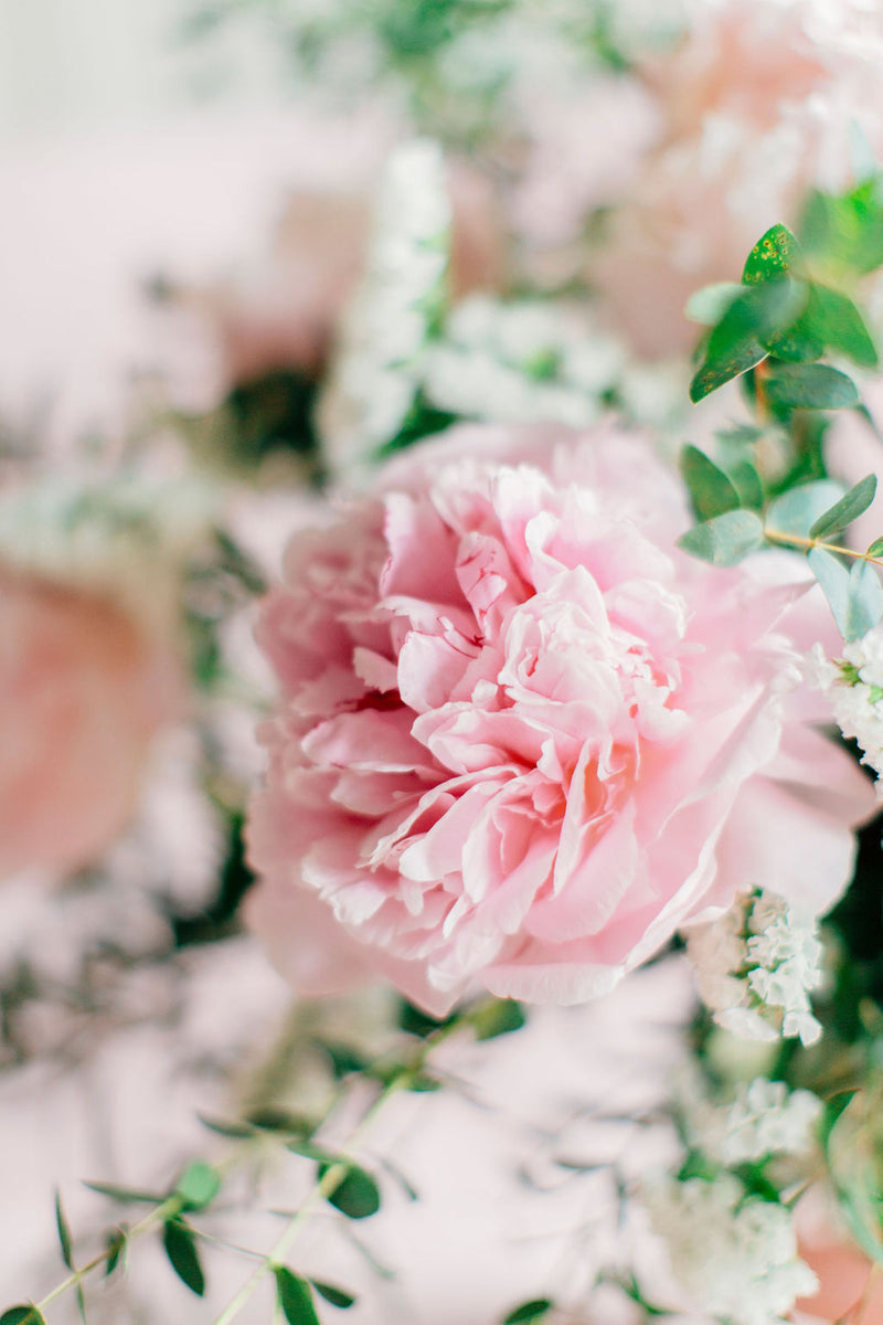 BLUSH PINK PEONIES