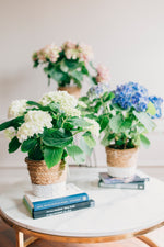 HYDRANGEA PLANTS WITH FREE SEAGRASS POT