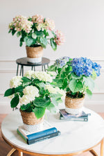 HYDRANGEA PLANTS WITH FREE SEAGRASS POT